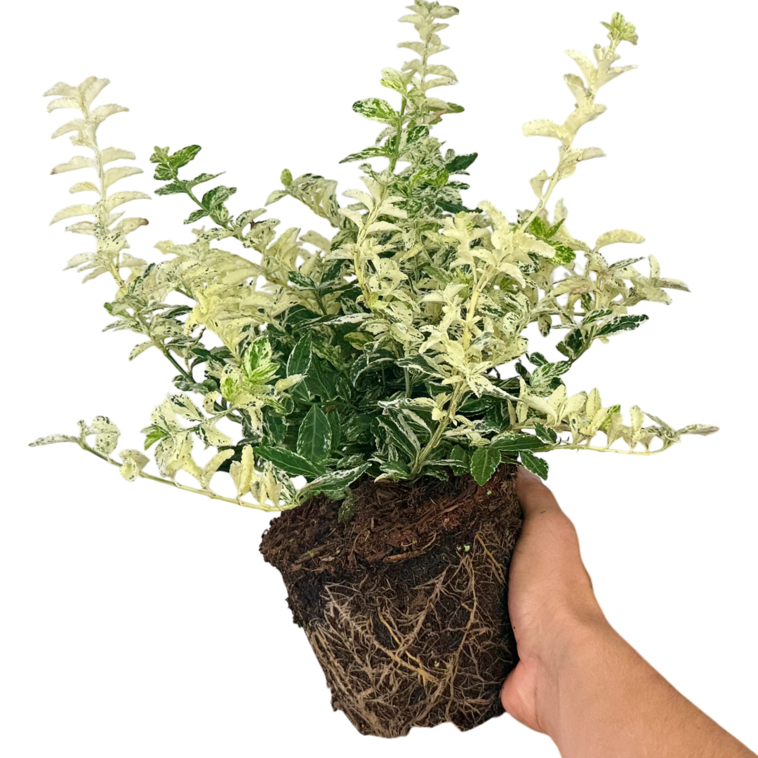 Euonymus ‘Harlequin’ — Hardy Shrub, 2L Pot