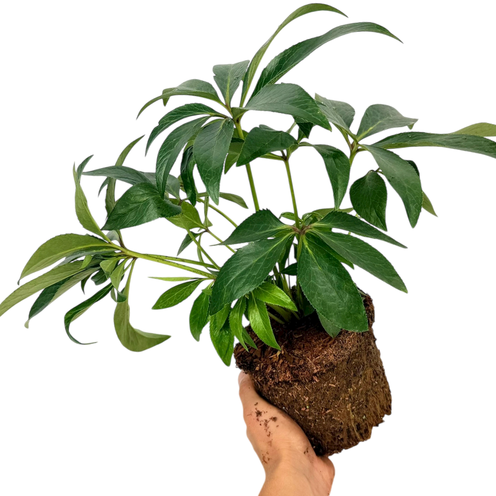 Hellebore ‘Argutifolius’ — Hardy Perennial, Bee-Friendly, 2L Pot