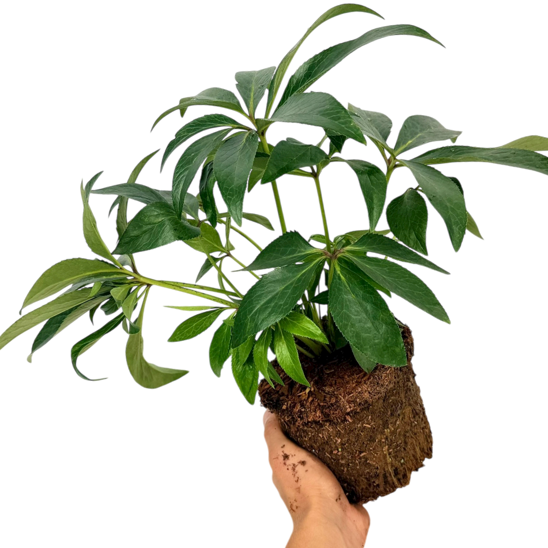 Hellebore ‘Argutifolius’ — Hardy Perennial, Bee-Friendly, 2L Pot