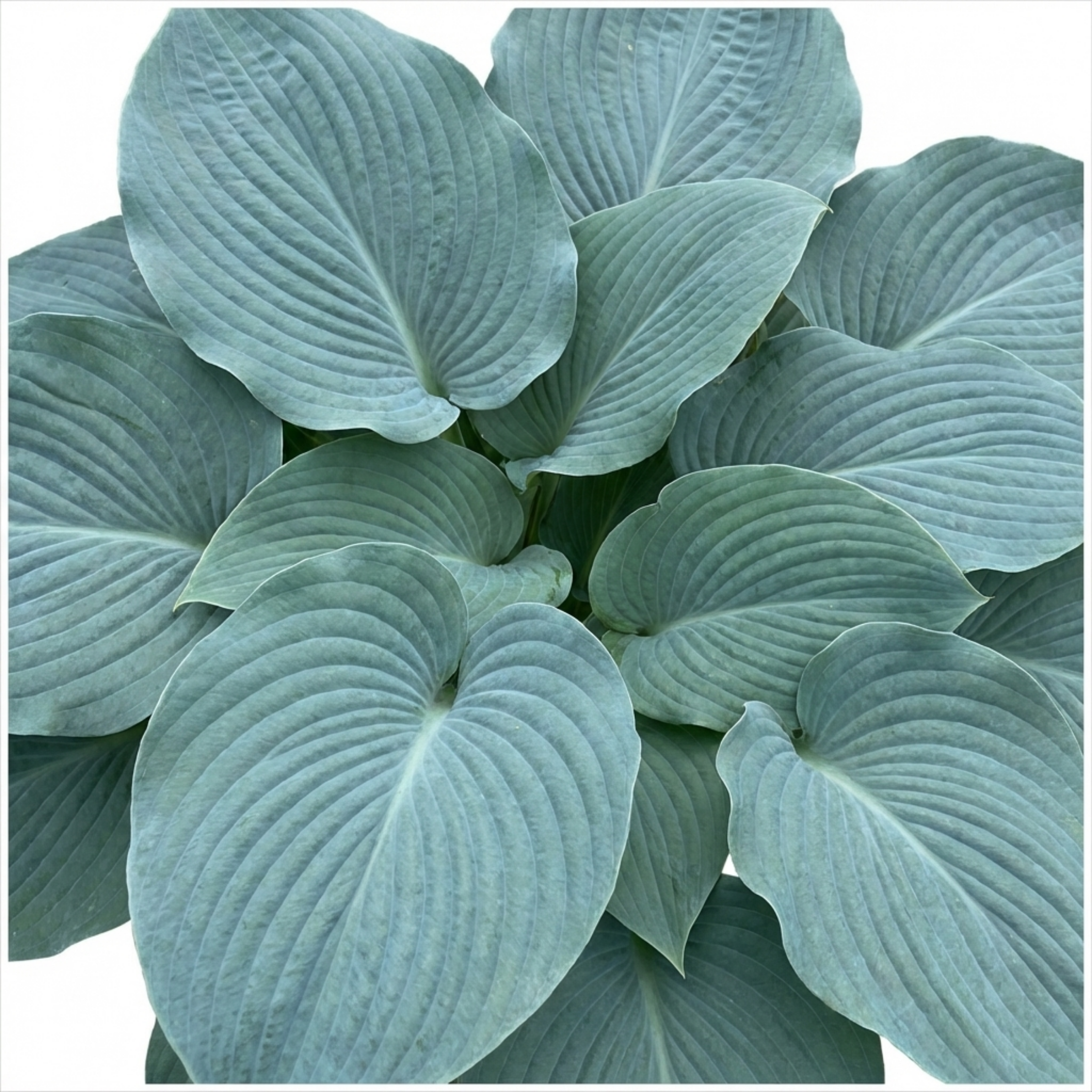 Hosta ‘Blue Mammoth’ — Herbaceous Hardy Perennial, Bee-Friendly, 17cm Pot