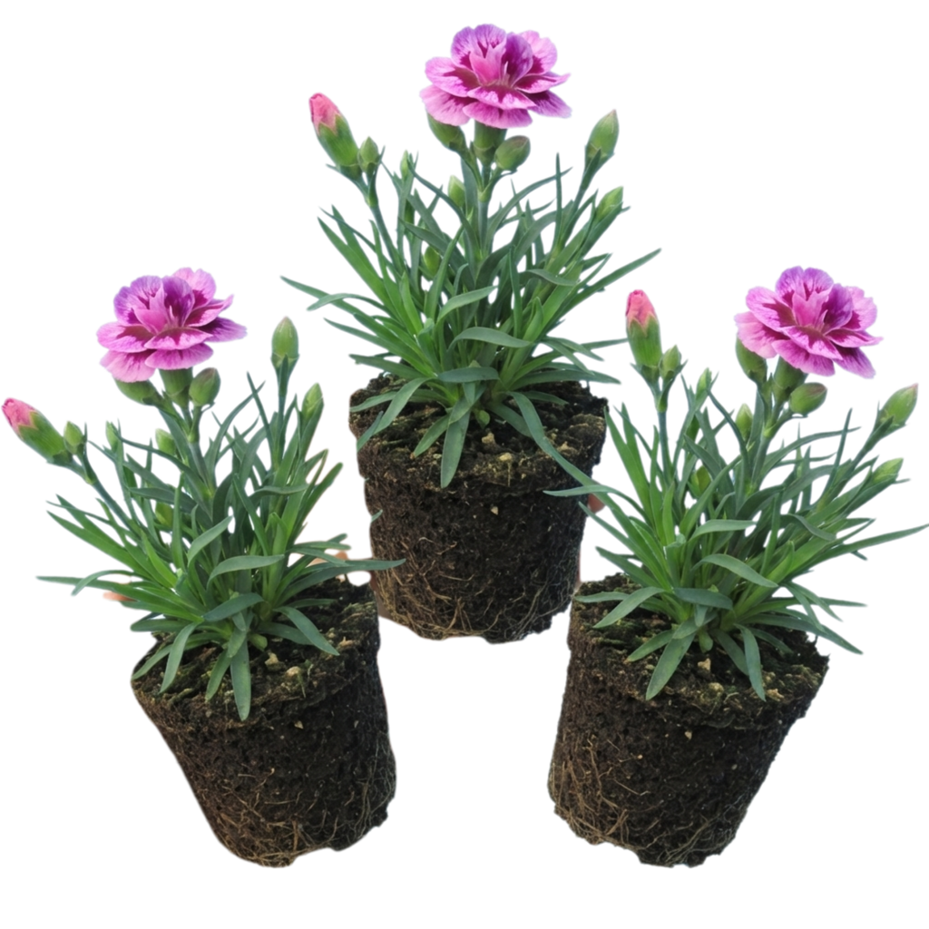 Pink ‘Purple Carnation’ — Bedding Plant, 10.5cm Pot (Set of 3 or 6)