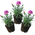Pink ‘Purple Carnation’ — Bedding Plant, 10.5cm Pot (Set of 3 or 6)