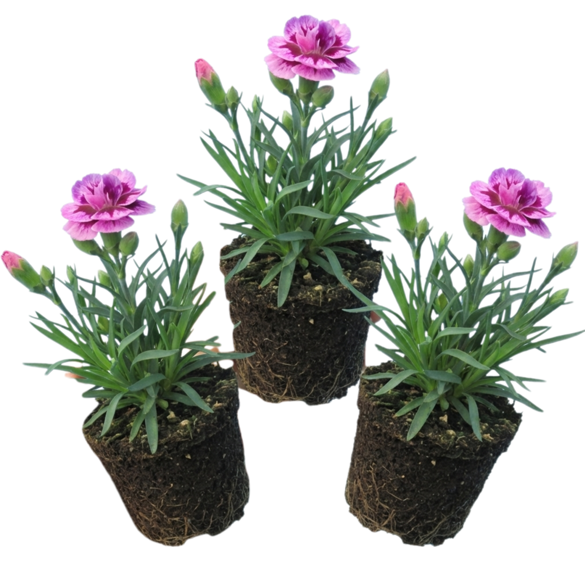 Pink ‘Purple Carnation’ — Bedding Plant, 10.5cm Pot (Set of 3 or 6)