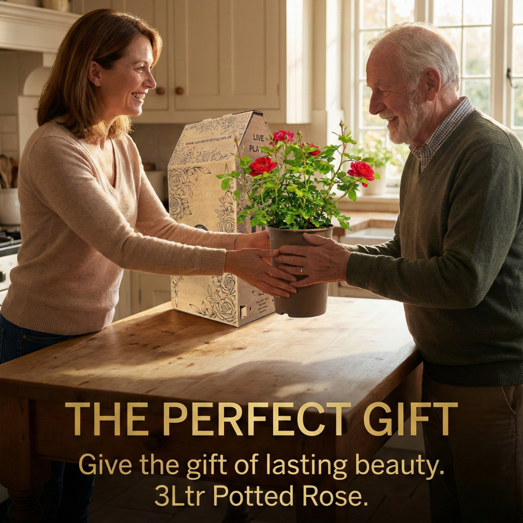 Rose 'Red Bush' — Deciduous Shrub, Bee-Friendly, 3L Pot