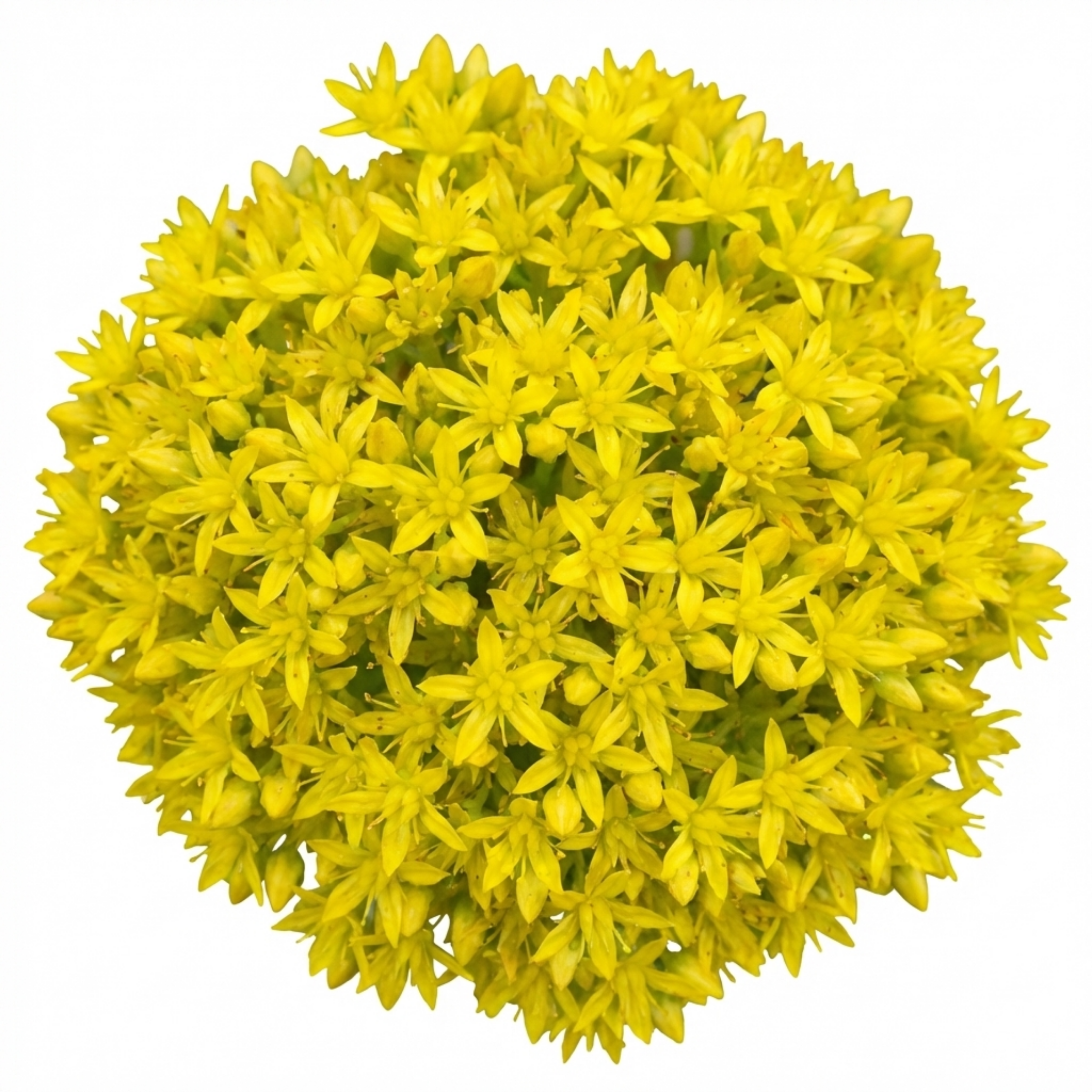 Sedum ‘Oreganum Stonecrop’ — Indoor Plant, Bee-Friendly, 1L Pot (Set of 3 or 6)