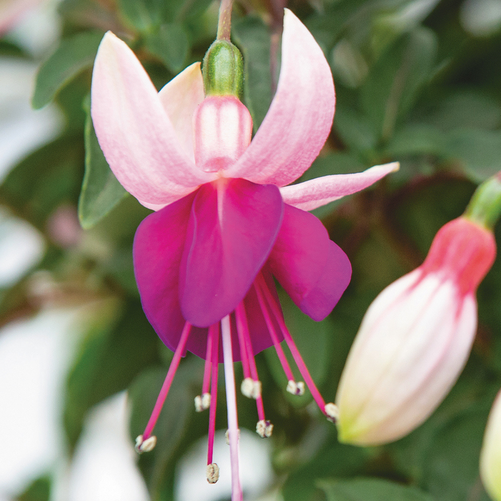Fuchsia ‘Olivia’ — Patio Fuchsia (semi-tender perennial), Bee-Friendly, 10.5cm Pot (Set of 3 or 6)