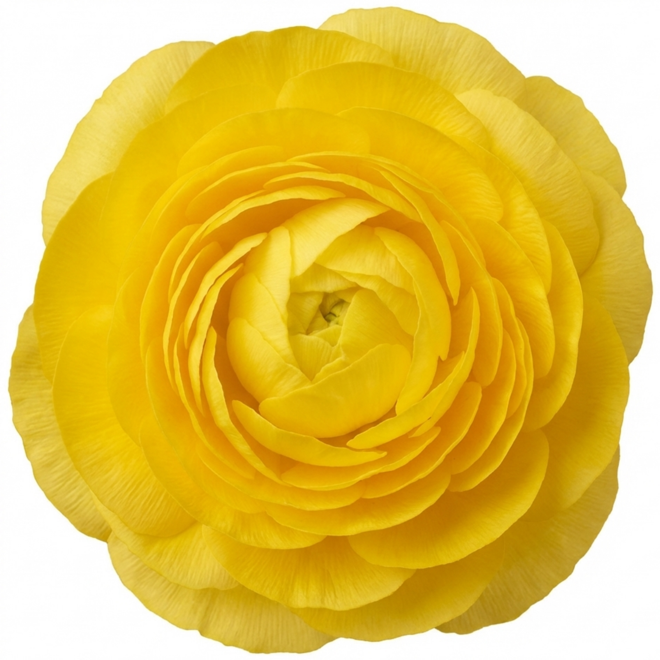 Ranunculus ‘Vortex Lemonade’ — Herbaceous Perennial, Bee-Friendly, 1L Pot (Set of 3 or 6)