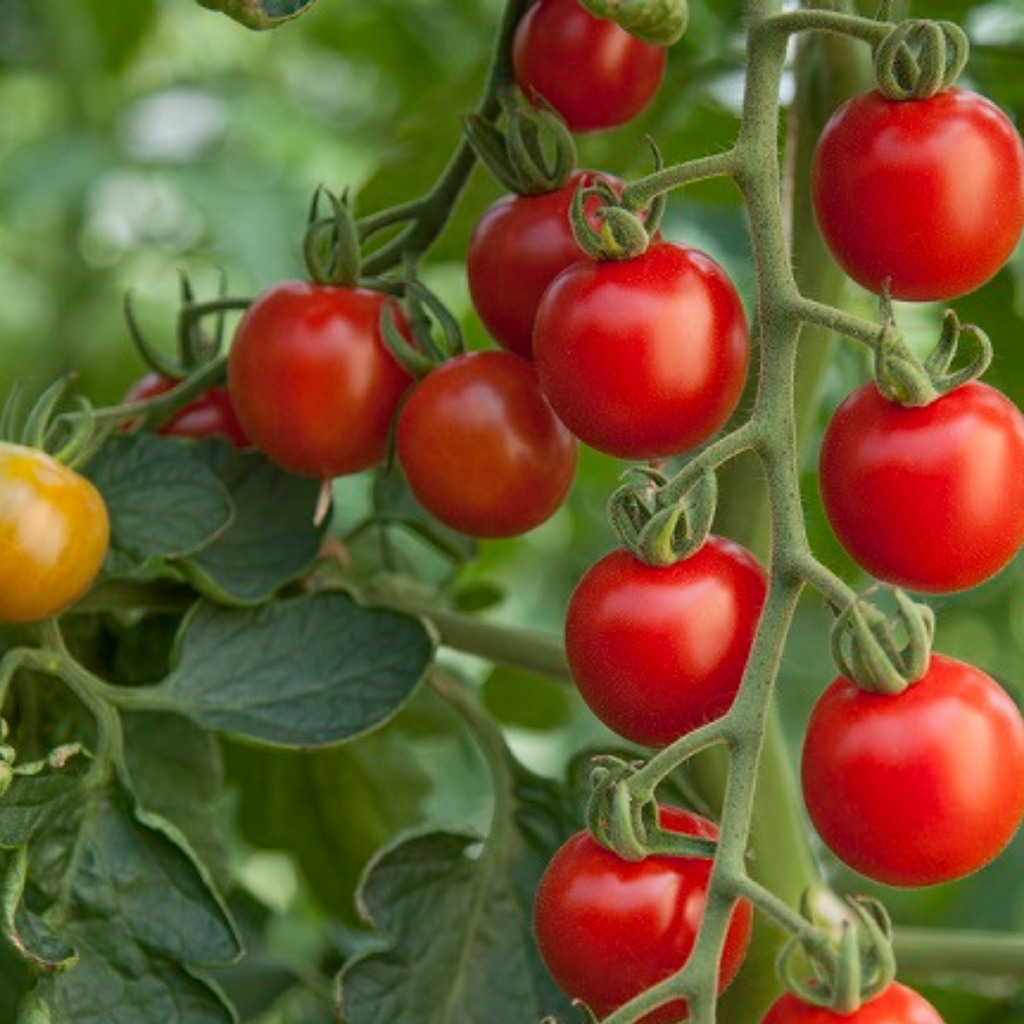Tomato ‘Consuelo’ — Edible Plant, 10.5cm Pot (Set of 3 or 6)