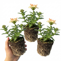 Verbena ‘Magelana Peach’ — Half-hardy Annual, Bee-Friendly, 10.5cm Pot (Set of 3 or 6)