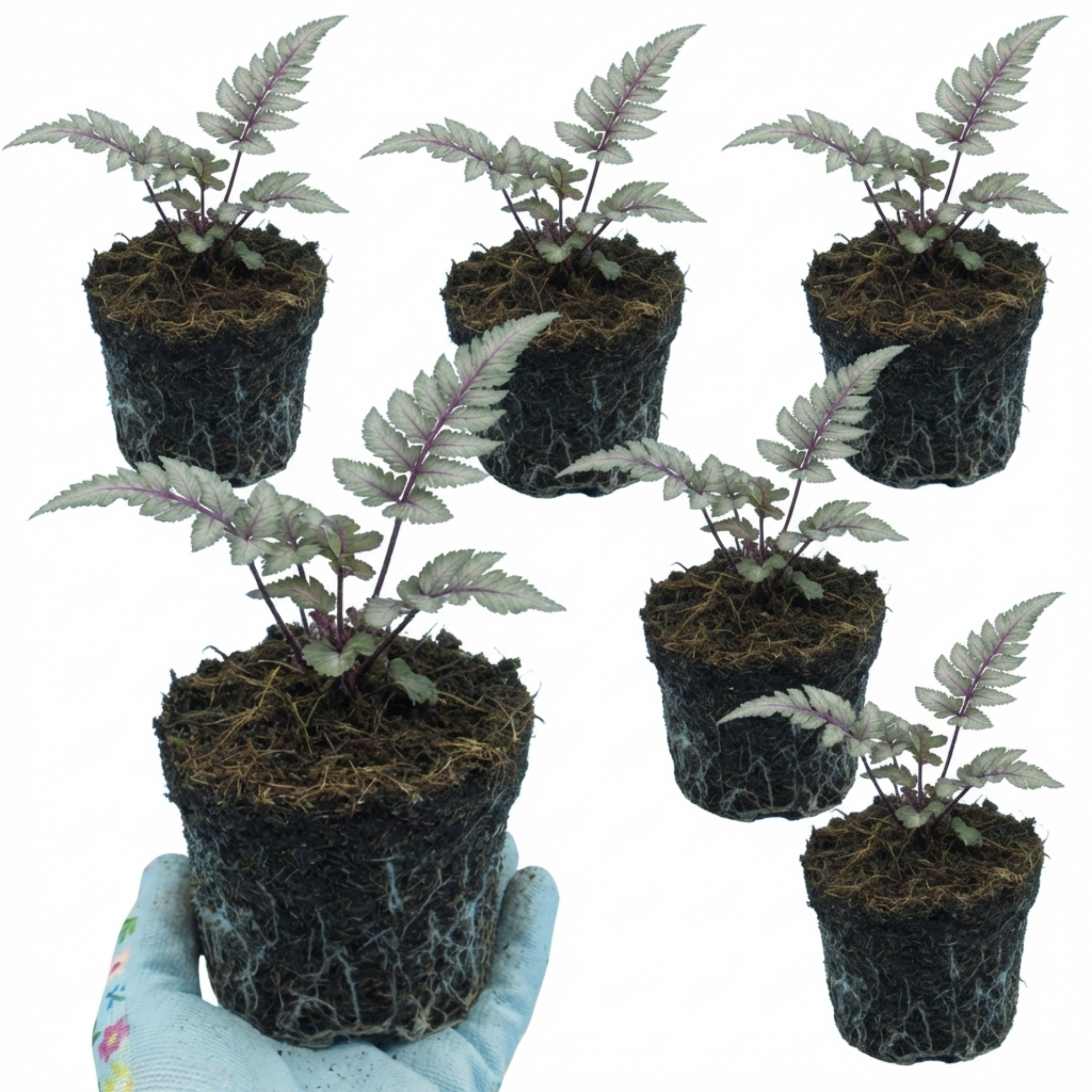 Japanese ‘Painted’ — Hardy Deciduous Perennial Fern, 1L Pot (Set of 3 or 6)