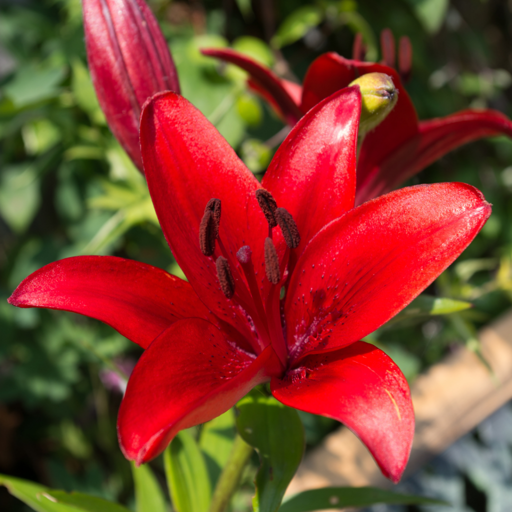 Lilium ‘Red’ — Hardy Bulb, Bee-Friendly, 1L Pot (Set of 3 or 6)