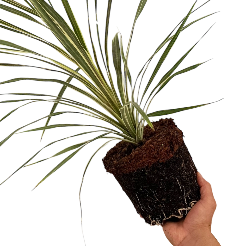 Cordyline ‘Torbay Dazzler’ — Hardy Perennial, 3L Pot