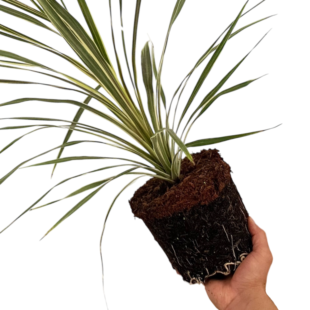 Cordyline ‘Torbay Dazzler’ — Hardy Perennial, 3L Pot