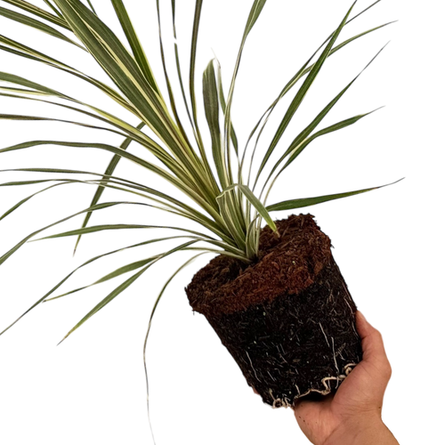Cordyline ‘Torbay Dazzler’ — Hardy Perennial, 3L Pot