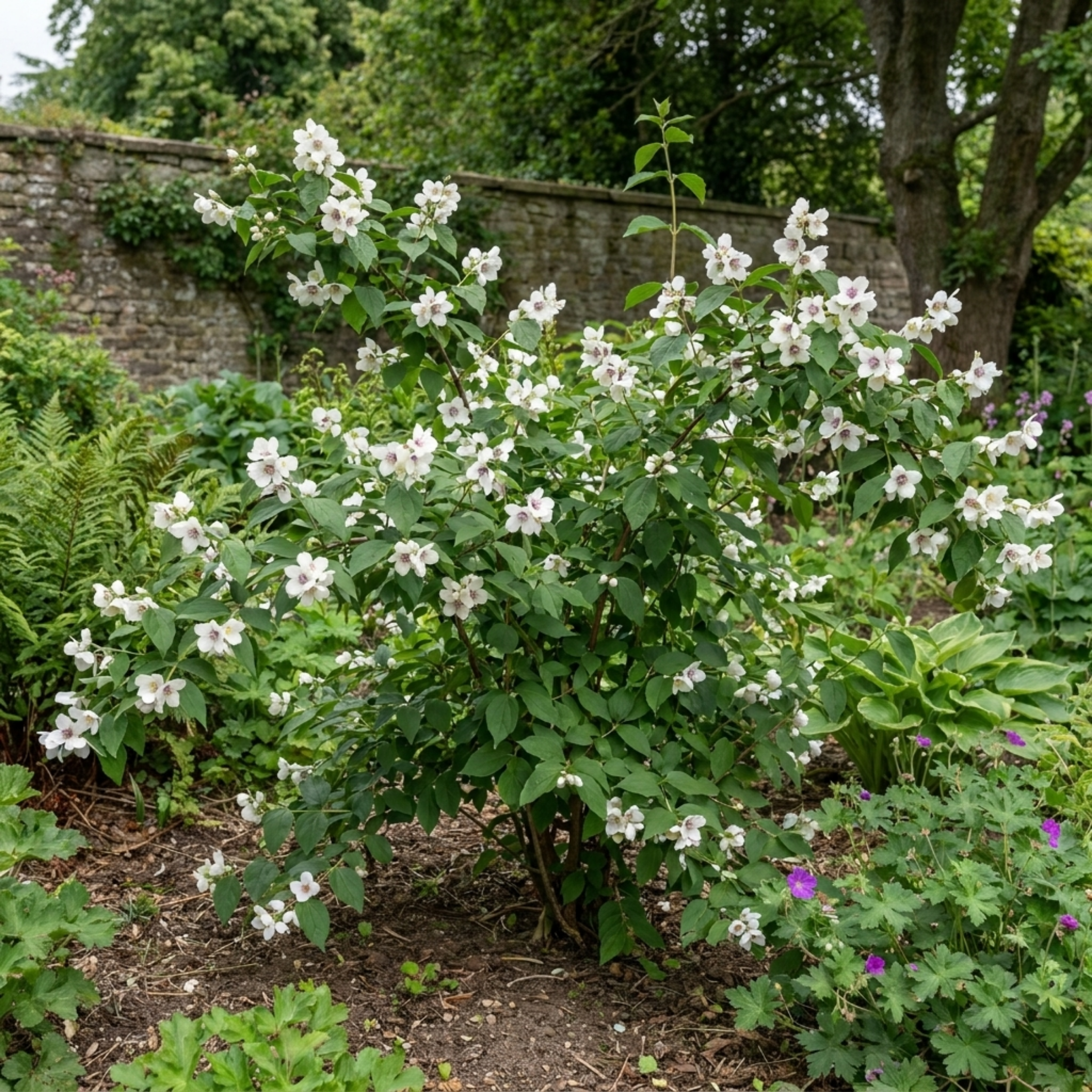 Philadelphus ‘Belle Etoile Mock Orange’ — Deciduous Shrub, Bee-Friendly, 3L Pot