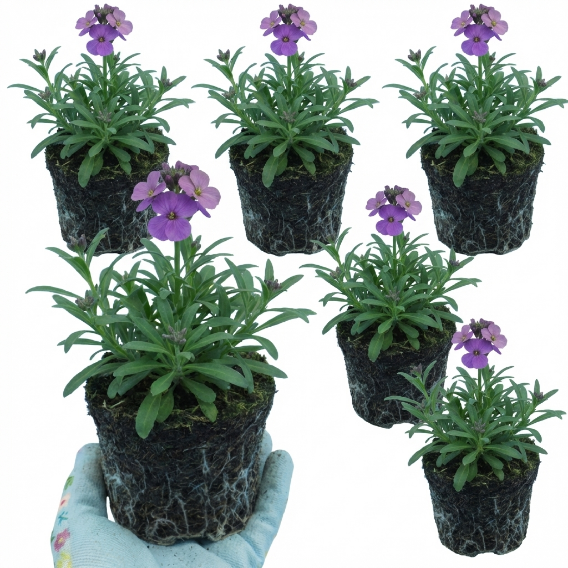 Cheiranthus ‘Spring Feeling’ — Hardy Short-Lived Perennial, Bee-Friendly, 1L Pot (Set of 3 or 6)