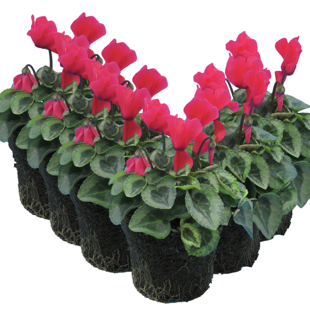 Cyclamen ‘Metis Decora Salmon’ — Tender Pot Plant (perennial in mild climates), 10.5cm Pot (Set of 3 or 6)