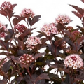 Physocarpus ‘Sweet Cherry Tea’ — Deciduous Shrub, Bee-Friendly, 3L Pot
