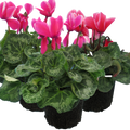 Cyclamen ‘Bicolour Growers Selection’ — Hardy Perennial, 1L Pot