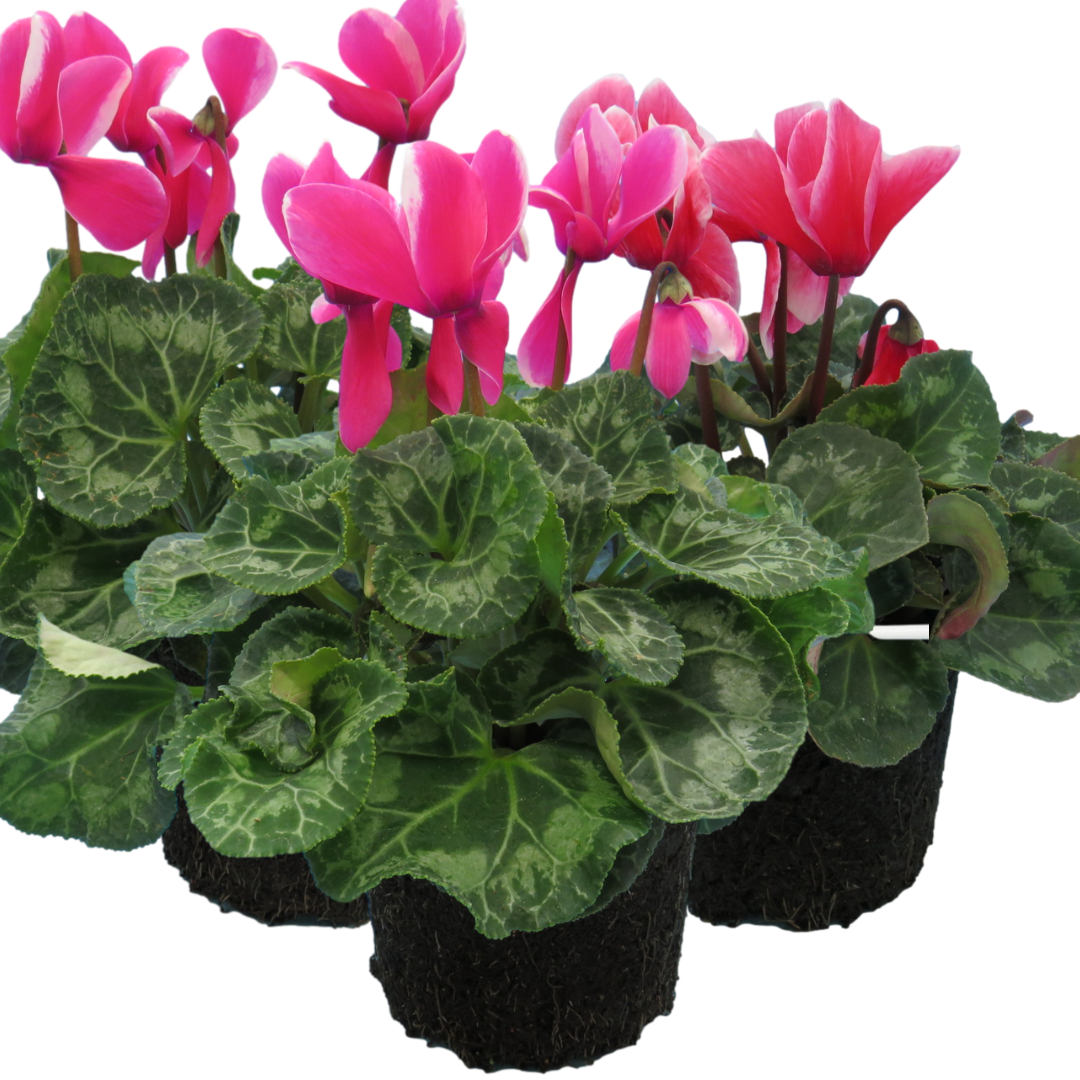 Cyclamen ‘Bicolour Growers Selection’ — Hardy Perennial, 1L Pot