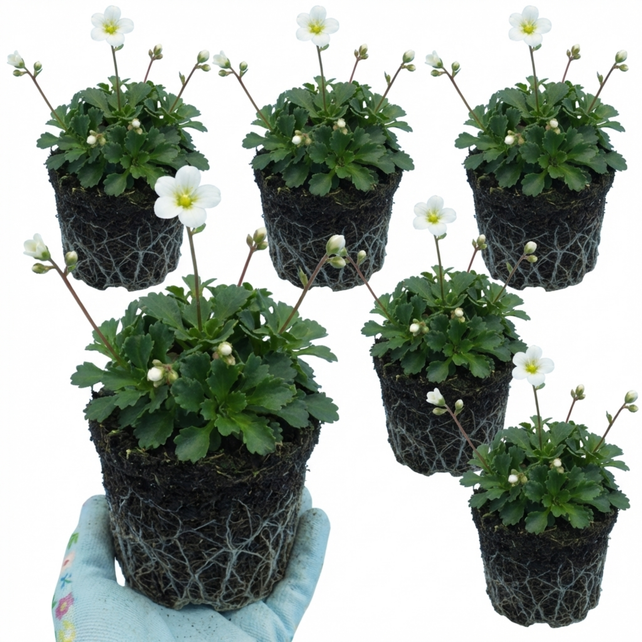 Saxifrage ‘Marto White Mossy Alpine’ — Hardy Evergreen Alpine Perennial, Bee-Friendly, 1L Pot (Set of 3 or 6)