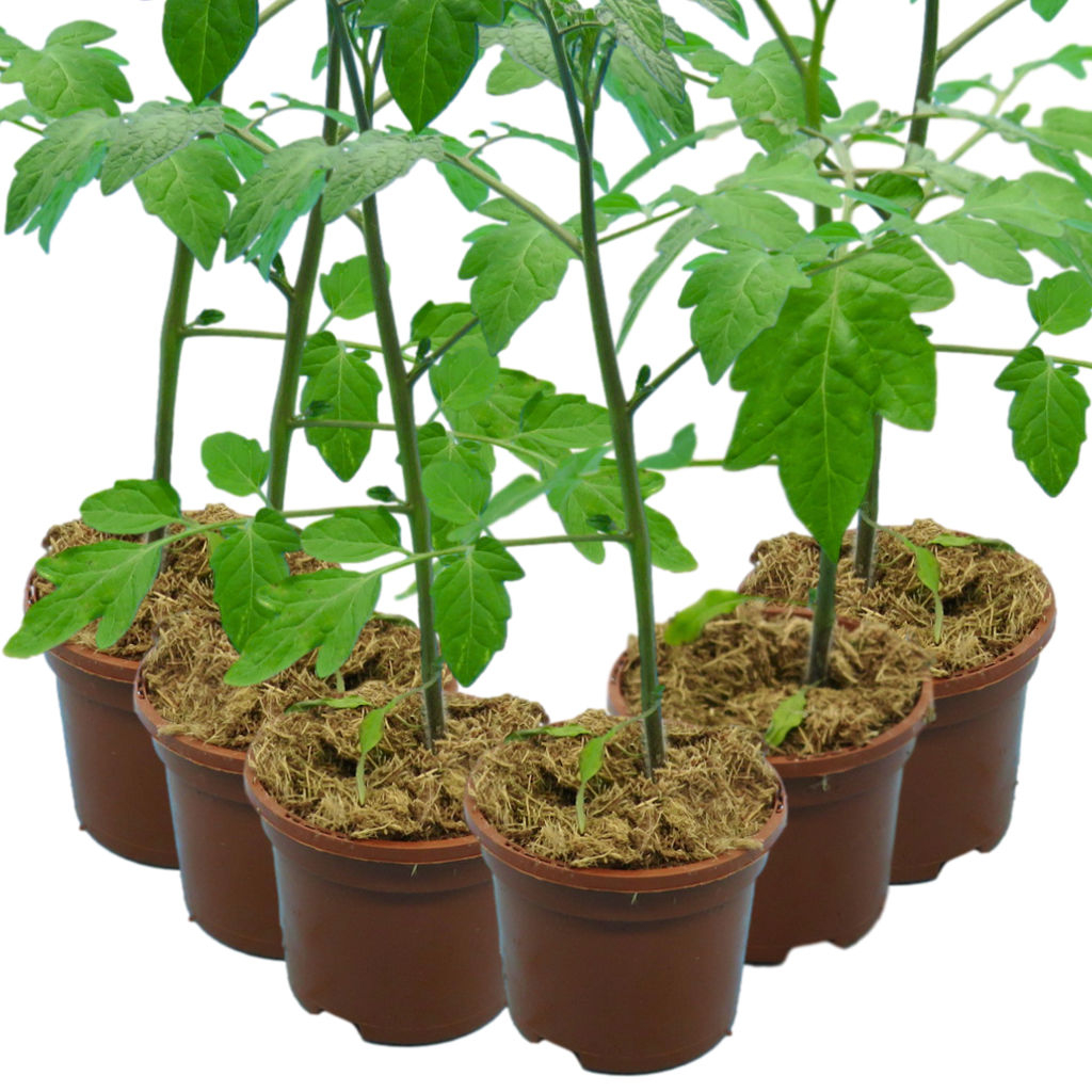 Tomato ‘Consuelo’ — Edible Plant, 10.5cm Pot (Set of 3 or 6)