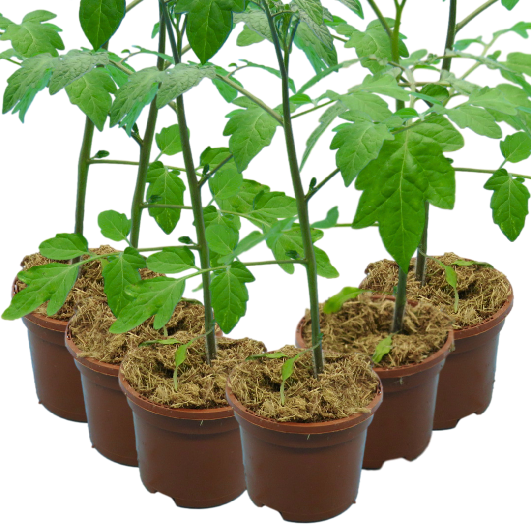 Tomato ‘Consuelo’ — Edible Plant, 10.5cm Pot (Set of 3 or 6)