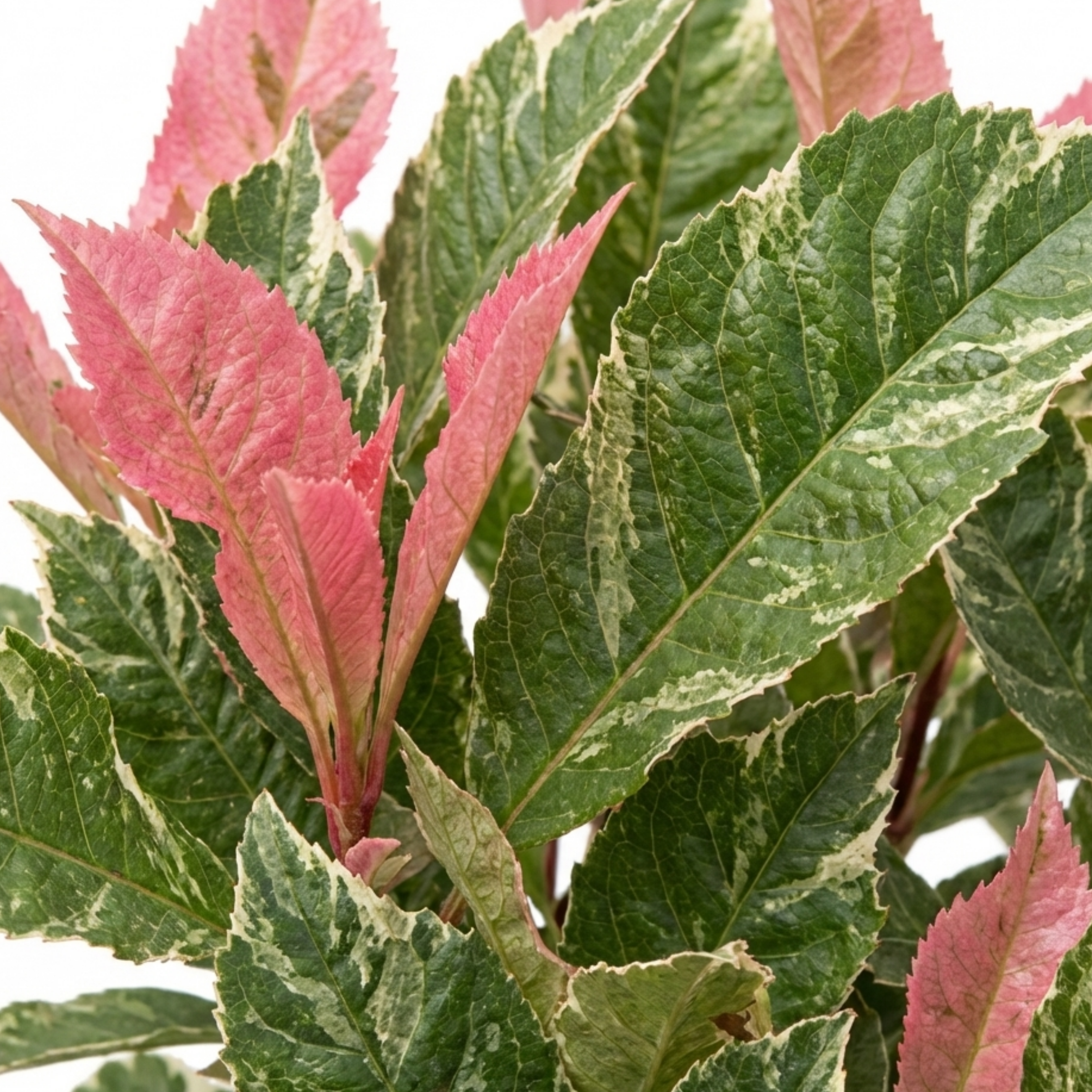 Photinia ‘Fraseri Pink Crispy’ — Evergreen Shrub, 3L Pot
