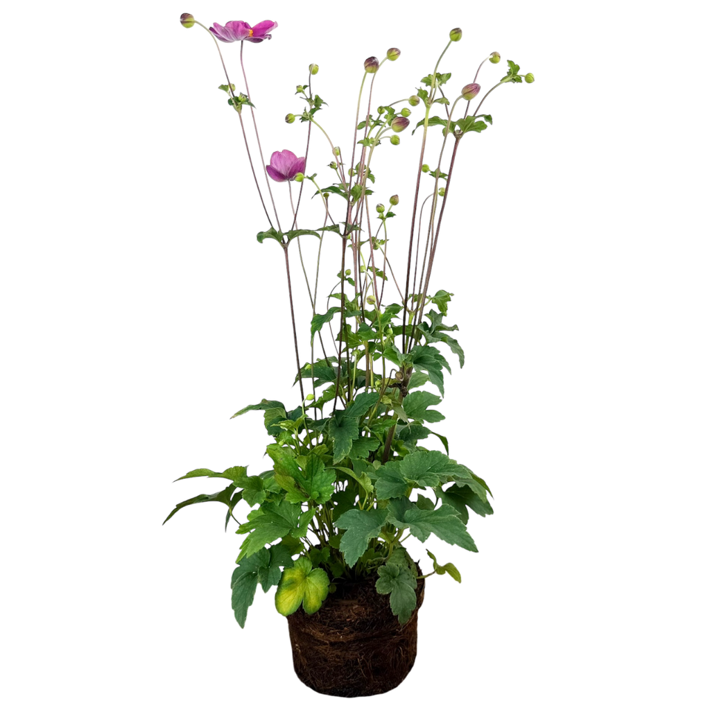 Anemone ‘Fantasy Jasmine’ — Hardy Perennial, 2L Pot