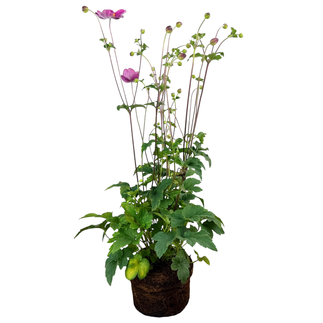 Anemone ‘Fantasy Jasmine’ — Hardy Perennial, 2L Pot