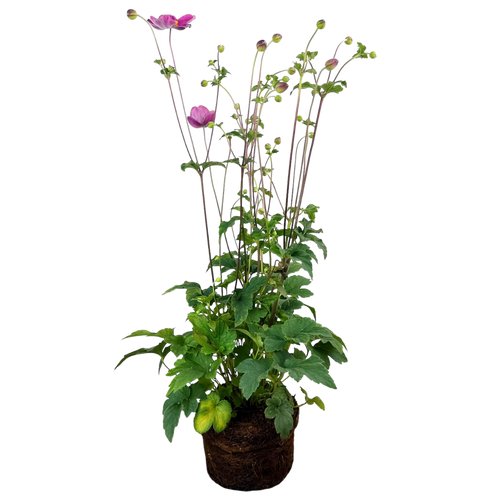 Anemone ‘Fantasy Jasmine’ — Hardy Perennial, 2L Pot