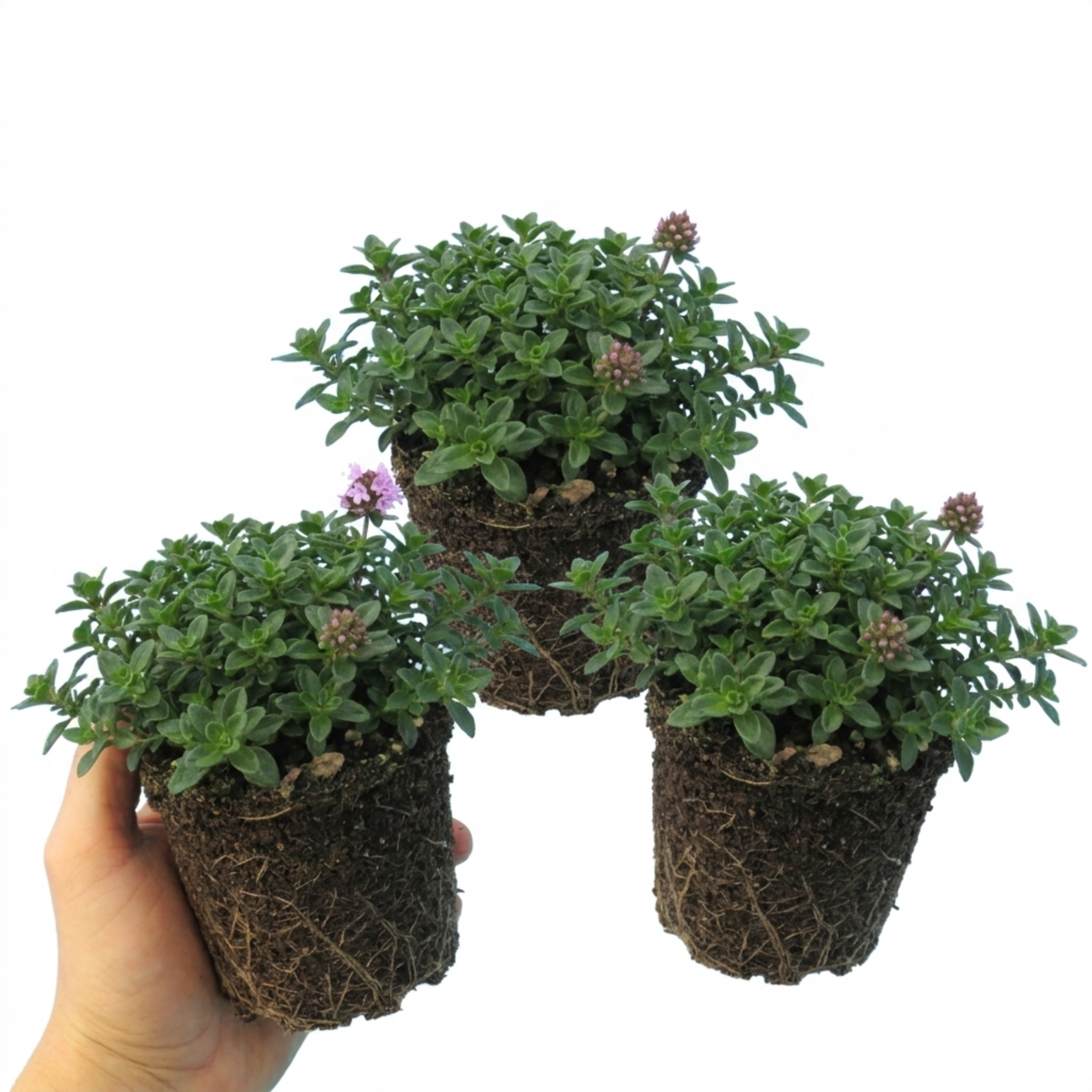 Thymus ‘Precompa Thyme’ — Hardy Evergreen Perennial Herb, Bee-Friendly, 1L Pot (Set of 3 or 6)