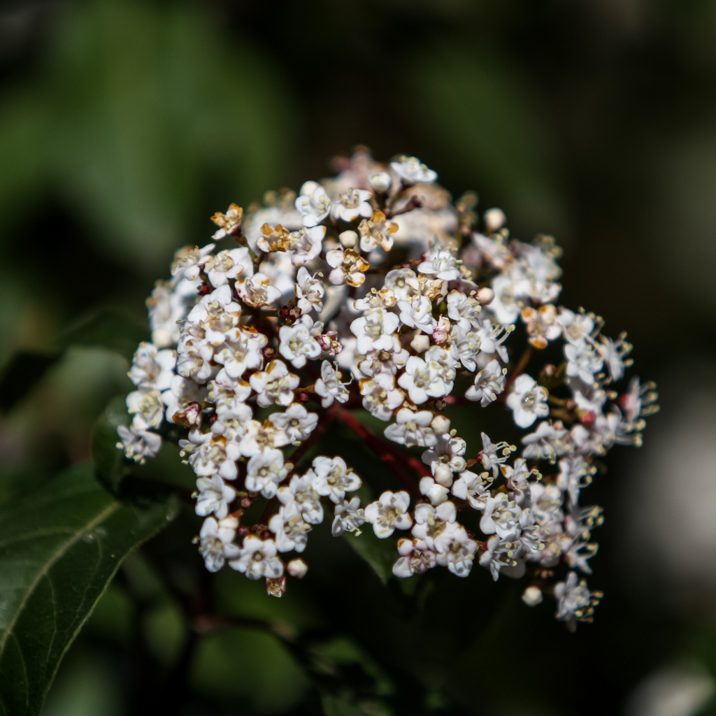 Viburnum ‘Tinus’ — Hardy Shrub, 19cm Pot