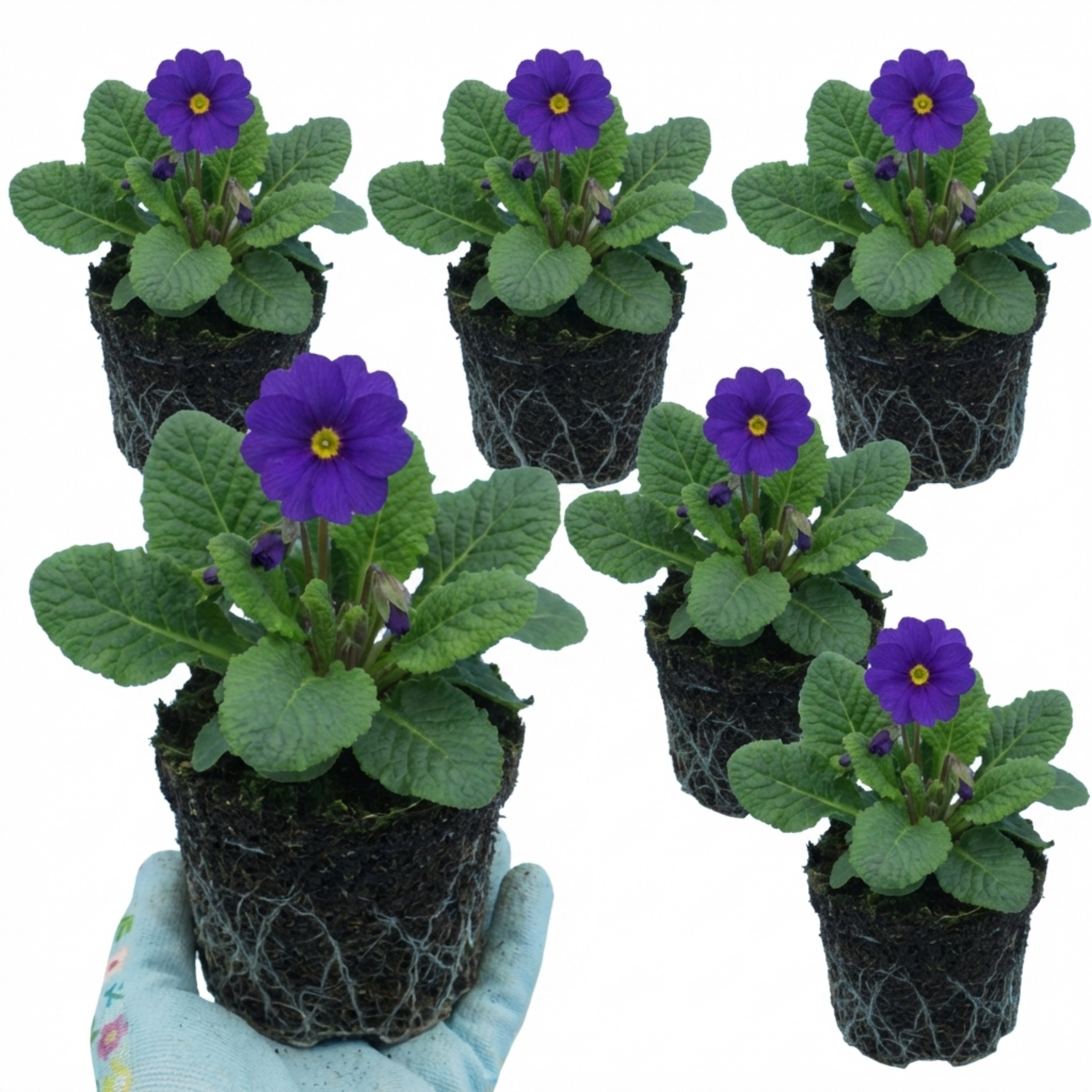 Primula ‘Little Queen Violet’ — Hardy Herbaceous Perennial, Bee-Friendly, 1L Pot (Set of 3 or 6)