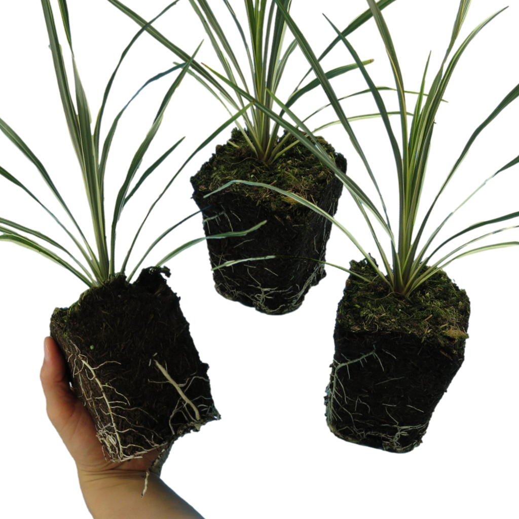 Cordyline ‘Torbay Dazzler’ — Evergreen Architectural Shrub, 1L Pot (Set of 3 or 6)