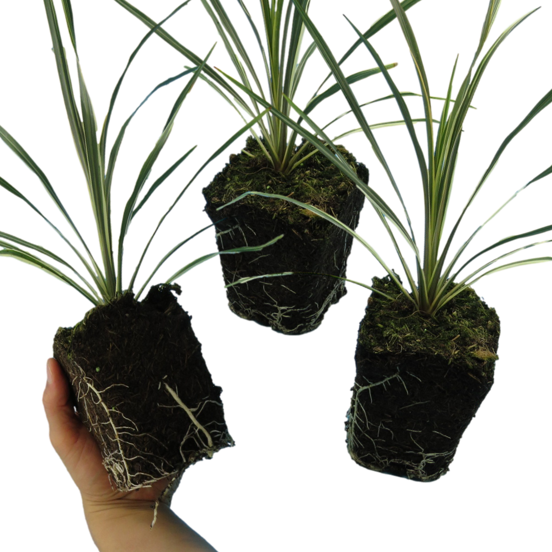 Cordyline ‘Torbay Dazzler’ — Evergreen Architectural Shrub, 1L Pot (Set of 3 or 6)