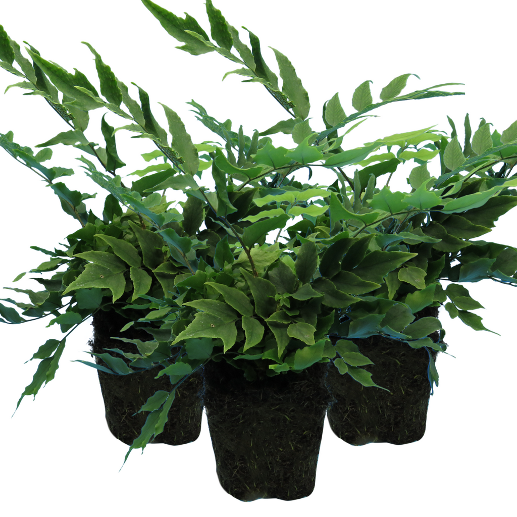 Polystichum ‘Brauns Holly Fern’ — Hardy Evergreen Fern, 1L Pot (Set of 3 or 6)