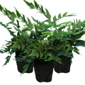 Polystichum ‘Brauns Holly Fern’ — Hardy Evergreen Fern, 1L Pot (Set of 3 or 6)