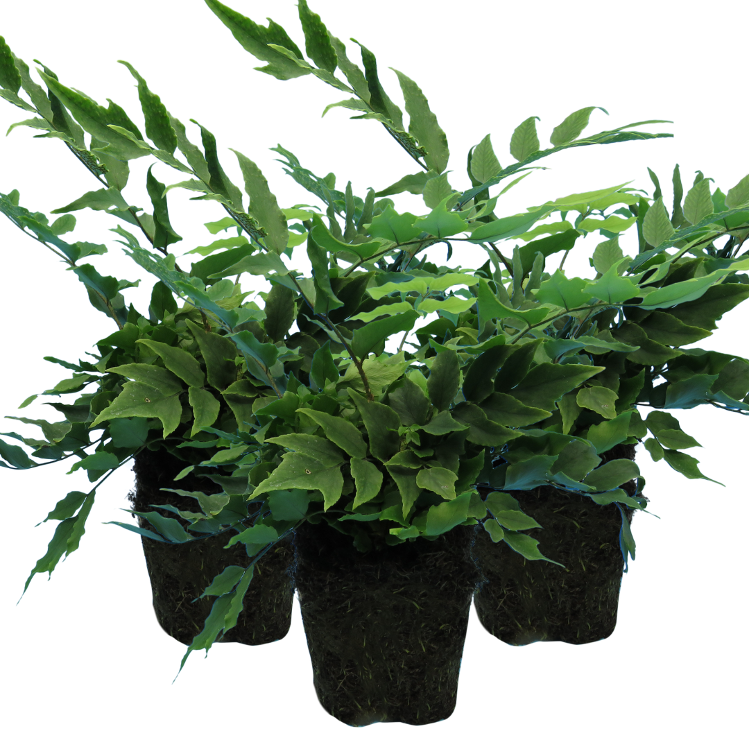 Polystichum ‘Brauns Holly Fern’ — Hardy Evergreen Fern, 1L Pot (Set of 3 or 6)