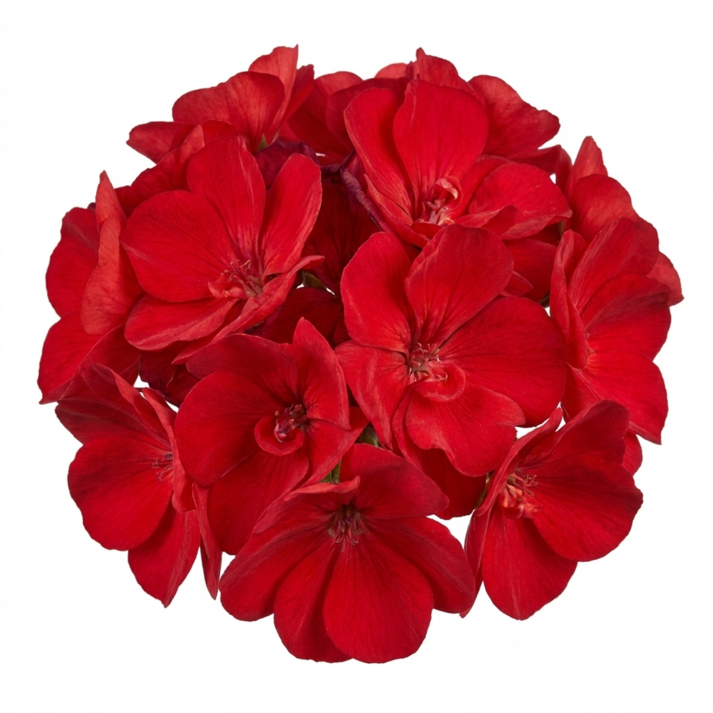 Pelargonium ‘Calliope M Scarlet Red’ — Tender Perennial (grown As An Annual in the Uk), Bee-Friendly, 5L Pot