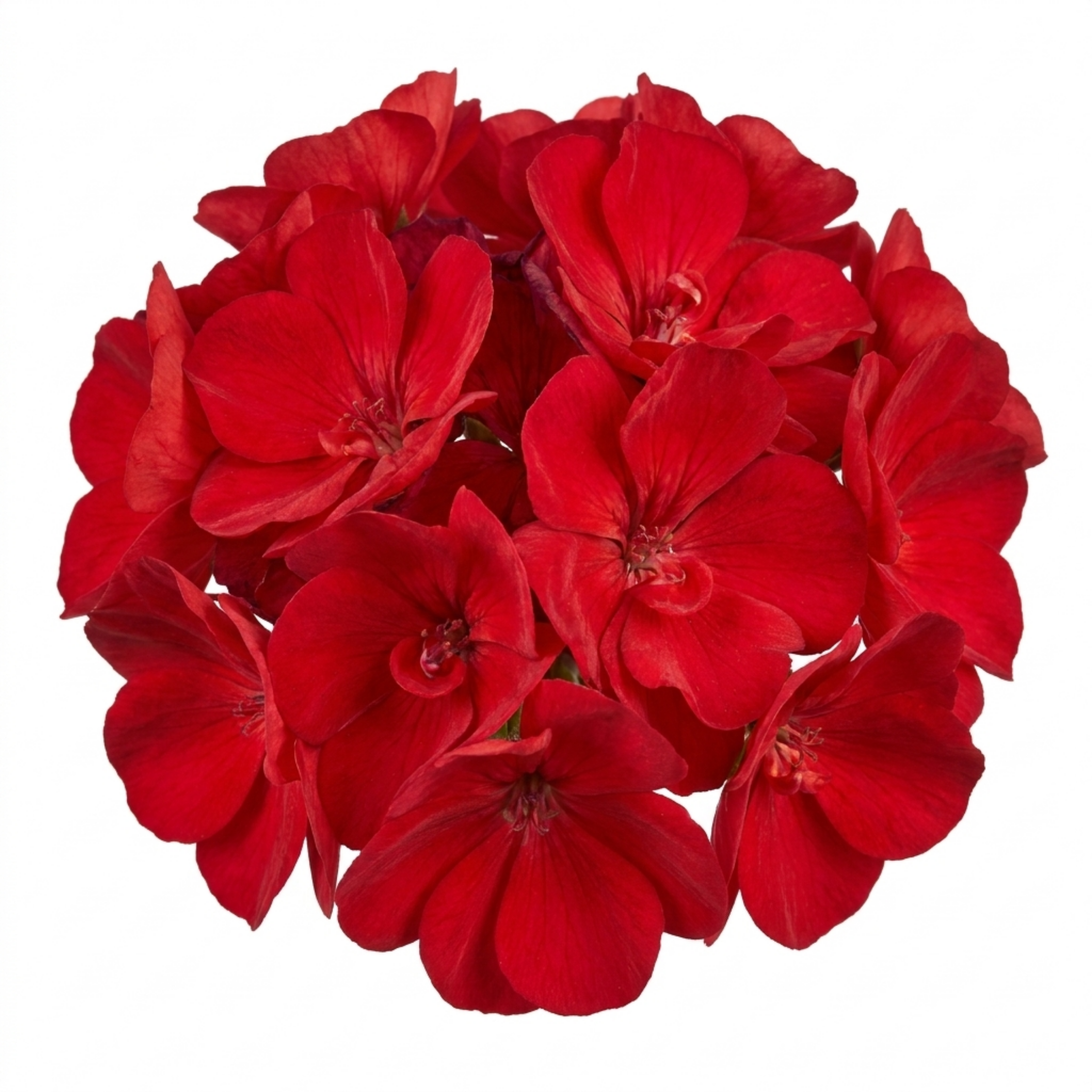 Pelargonium ‘Calliope M Scarlet Red’ — Tender Perennial (grown As An Annual in the Uk), Bee-Friendly, 5L Pot