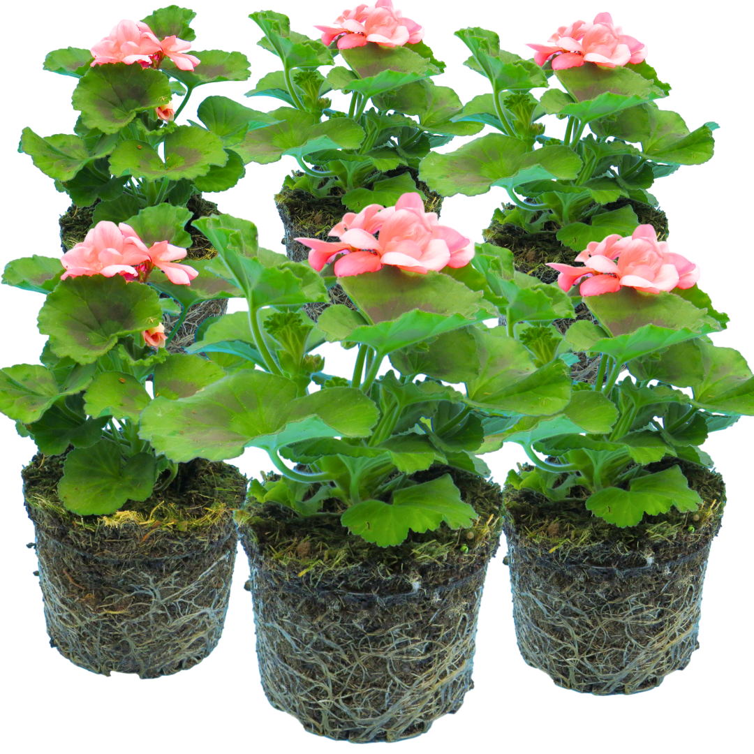 Pelargonium ‘Lenja’ — Tender Perennial (grown as bedding), Bee-Friendly, 1L Pot (Set of 3 or 6)