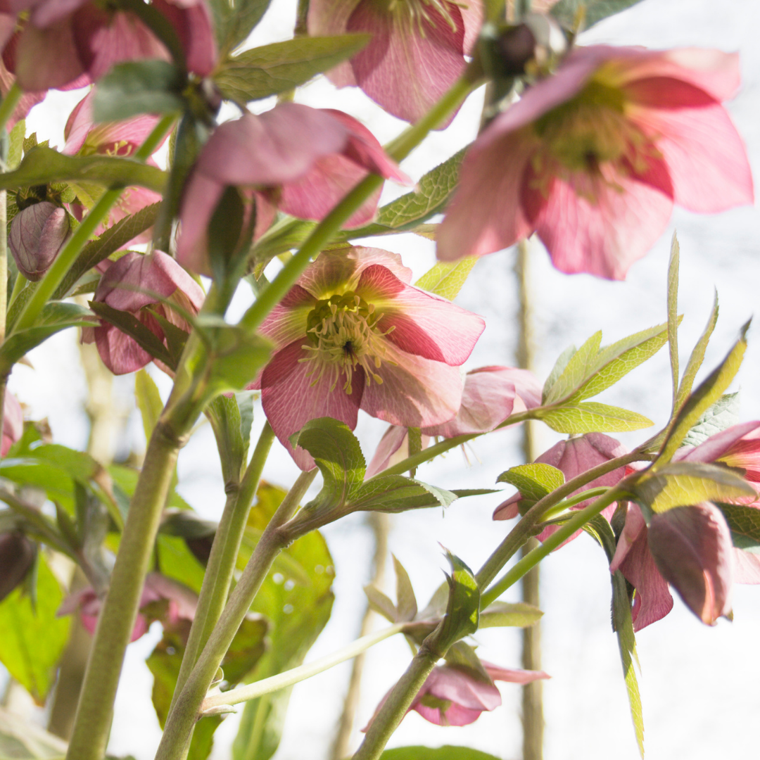 Hellebore ‘Pink Beauty’ — Hardy Perennial, Bee-Friendly, 2L Pot