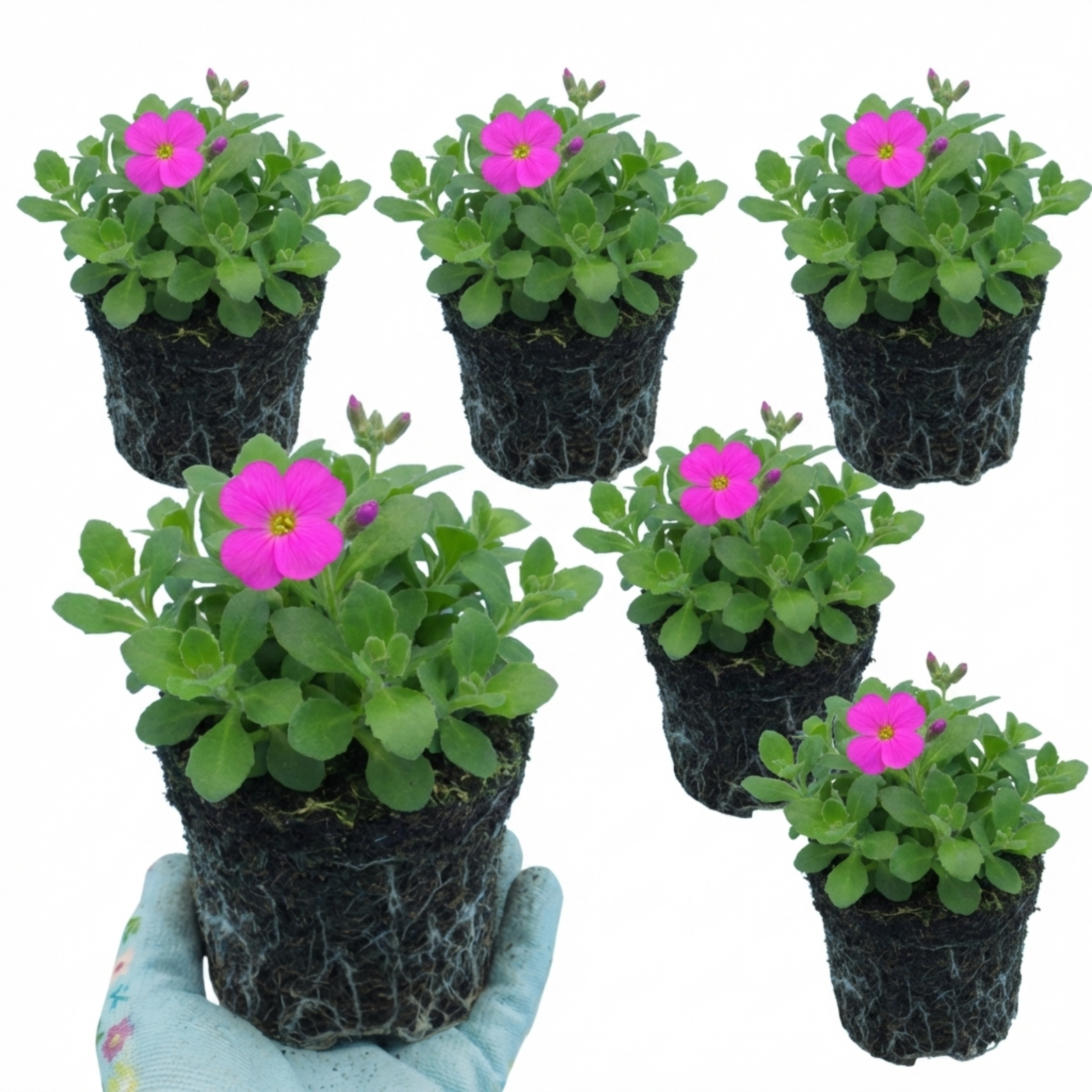 Aubrieta ‘Florado Neon Pink’ — Evergreen Alpine Perennial, 1L Pot (Set of 3 or 6)