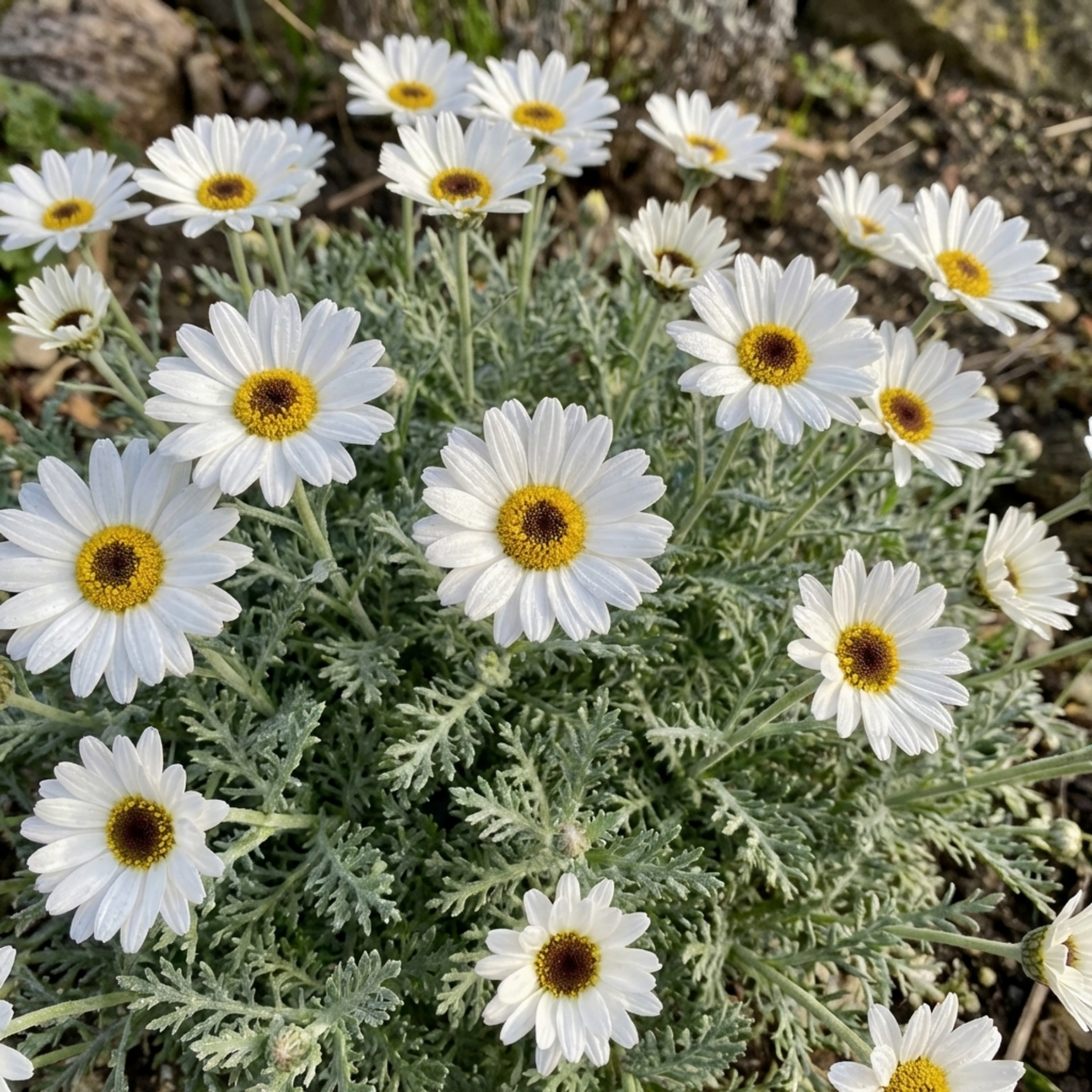 Rhodanthemum ‘Casablanca’ — Hardy Evergreen Perennial, Bee-Friendly, 1L Pot (Set of 3 or 6)