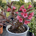 Weigela ‘Florida Victoria’ — Deciduous Shrub, Bee-Friendly, 2L Pot