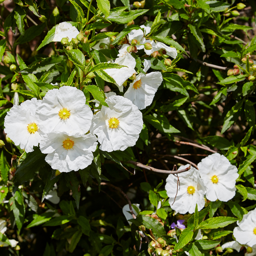 Cistus ‘Corbariensis’ — Hardy Perennial, Bee-Friendly, 2L Pot