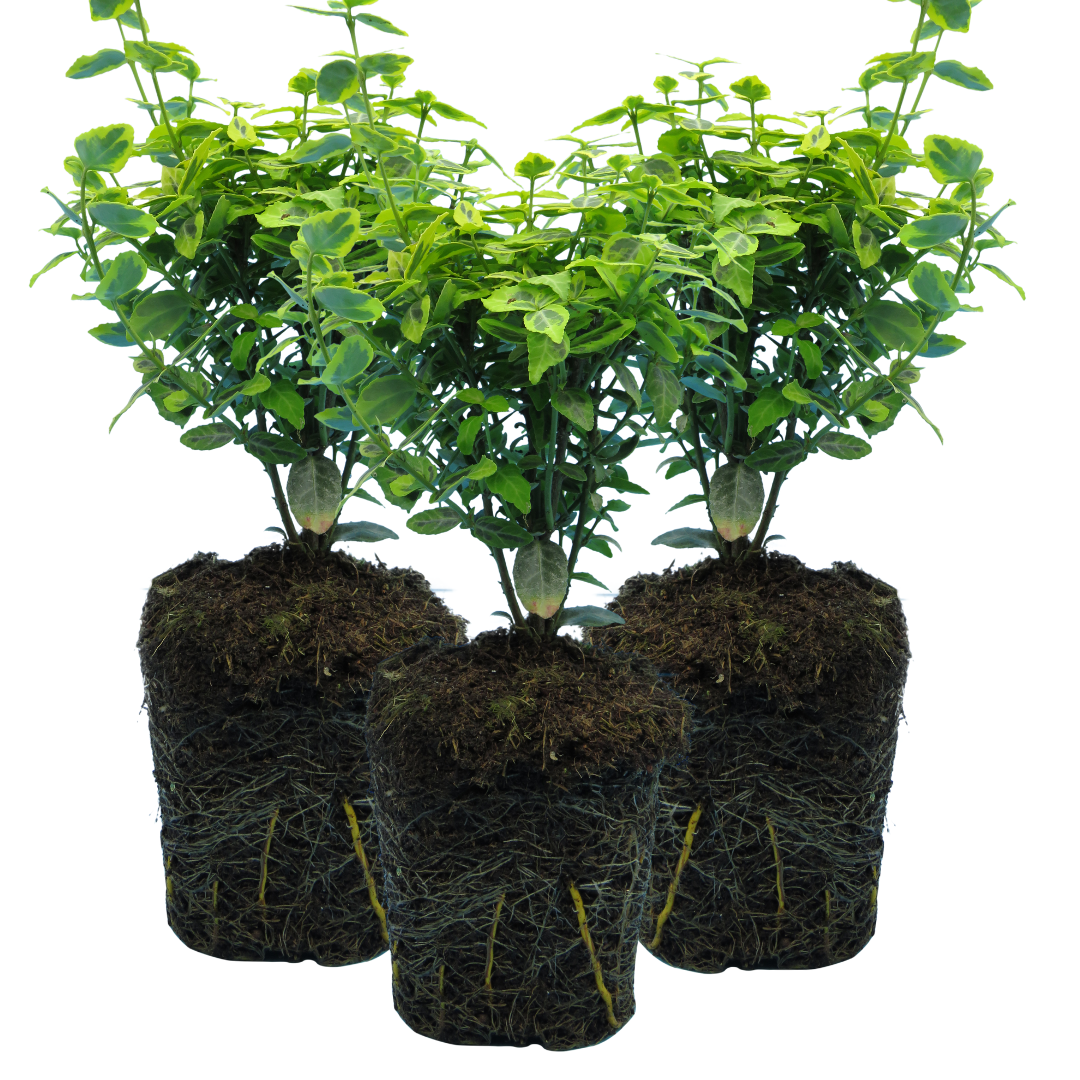 Euonymus ‘Emerald n Gold’ — Evergreen Shrub / Ground Cover, Bee-Friendly, 1L Pot (Set of 3 or 6)