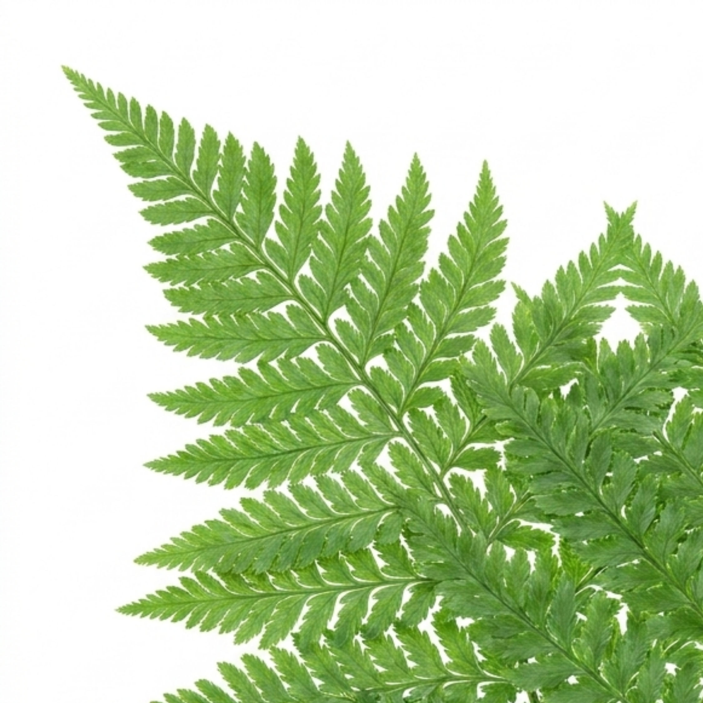 Soft ‘Shield’ — Evergreen Perennial Fern, 1L Pot (Set of 3 or 6)