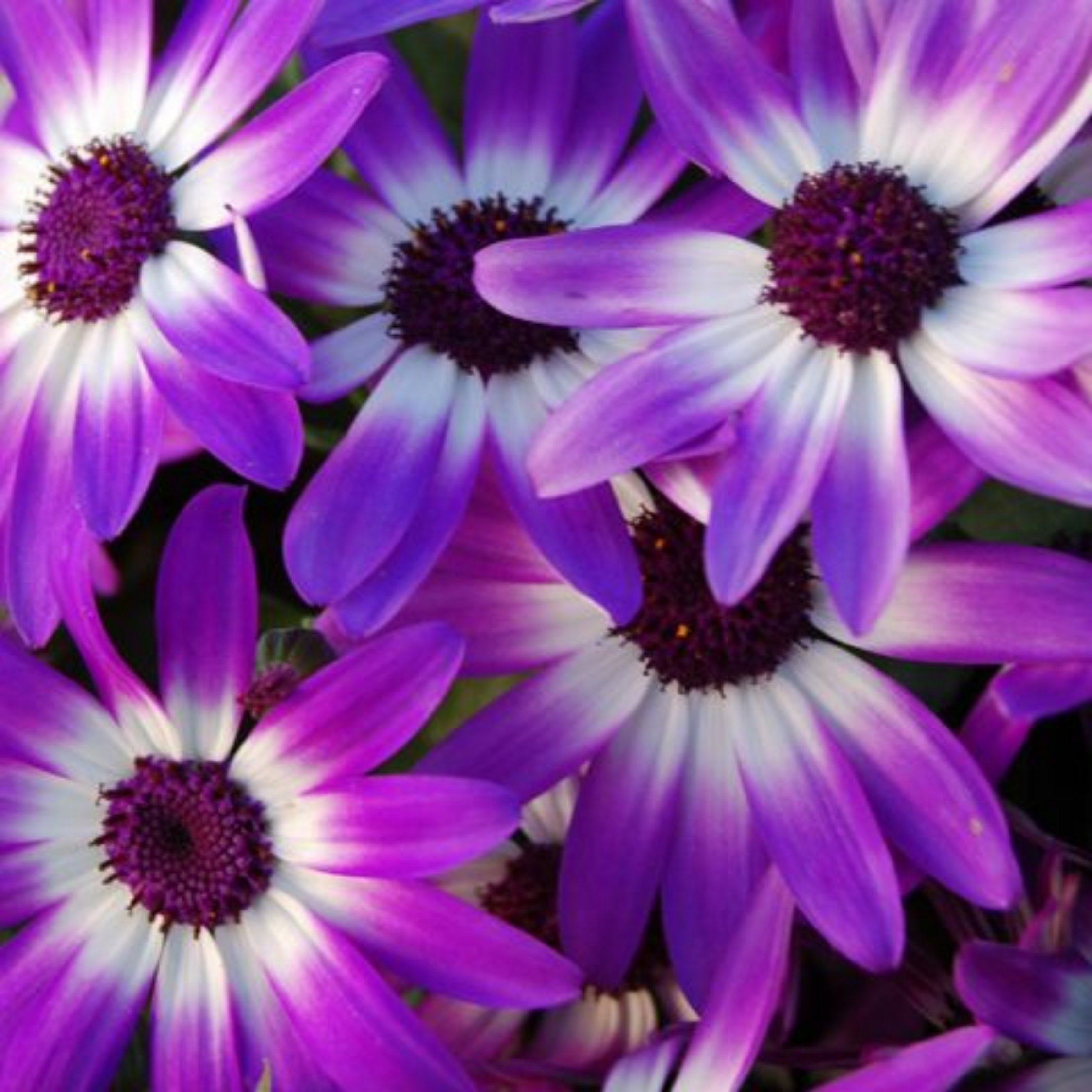 Senetti ‘Violet Bicolour Pericallis’ — Bedding Plant, Bee-Friendly, 6.5L Pot